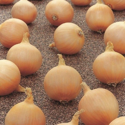 Picture of Onion Sets Autumn Champion - Delivery Late Aug/Early Sept